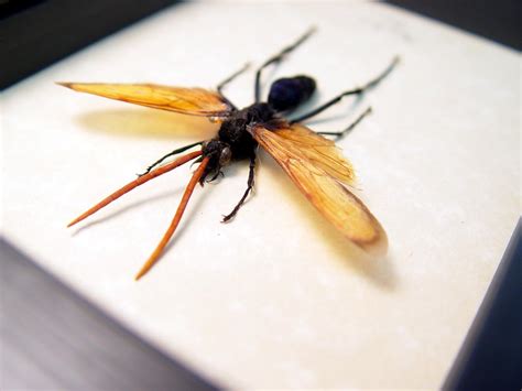 Pepsis Heros Tarantula Hawk Wasp Real Framed Wasp