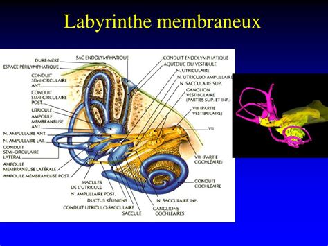 Ppt Anatomie Et Physiologie Du Syst Me Vestibulaire P Riph Rique