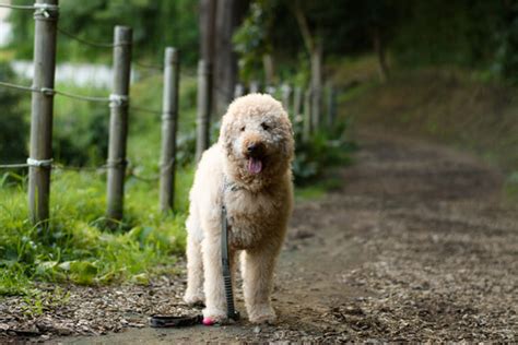 「ラブラドゥードル」の写真素材 649件の無料イラスト画像 Adobe Stock