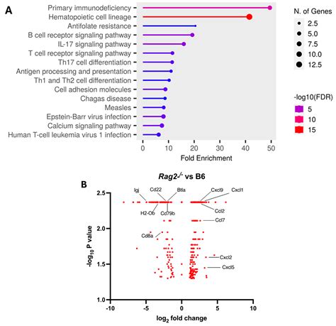 Viruses Free Full Text Natural Killer Cells Do Not Attenuate A