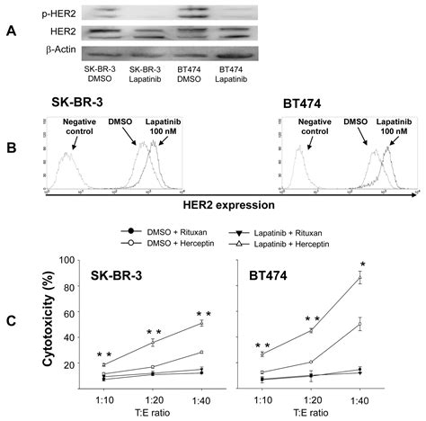 Lapatinib Enhances Herceptin Mediated Antibody Dependent Cellular