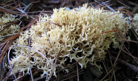 Coral Like Mushrooms Photos And Descriptions Of Edible And Inedible Species