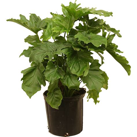 Delray Plants Philodendron Selloum Easy To Grow Live House Plant 10