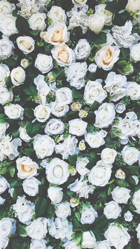 White Roses Iphone Wallpapers Top Free White Roses Iphone Backgrounds