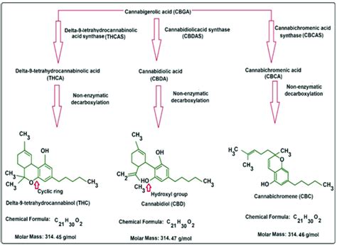 Summary Of Biosynthesis Pathways Of Primary Cannabinoids Download