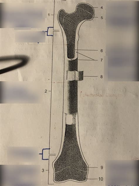Schaubild Aufbau Röhrenknochen Quizlet