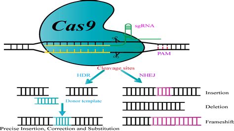 Frontiers Applications Of Crisprcas9 In The Synthesis Of Secondary