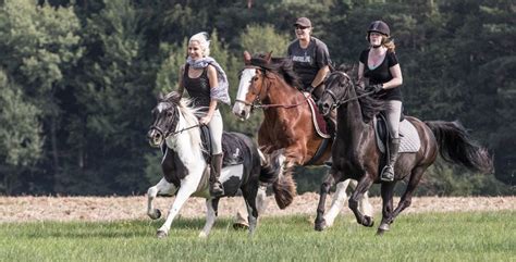 clydesdale riding | Clydesdale, Horses, Animals