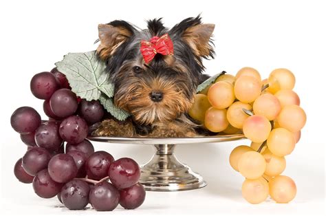 Are Raisins And Grapes Bad For Dogs