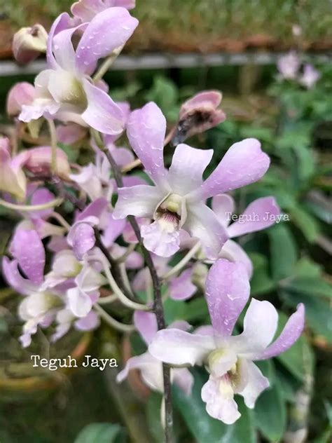 Pin Oleh Christie Livingstone Di Orchids Di