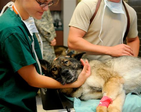 Por qué es bueno esterilizar o castrar a tu perro Planeta Perro