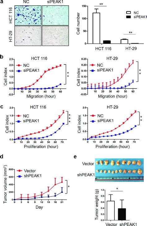 Downregulation Of Peak Inhibits Crc Cell Invasion Migration And