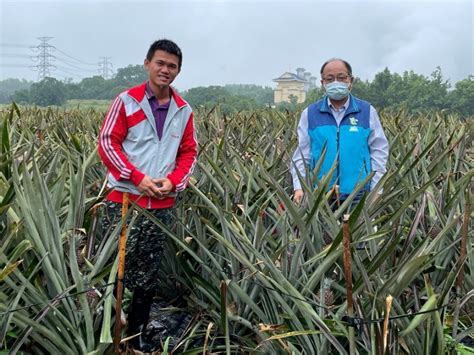 青農回鄉~堅持種植有身分的履歷鳳梨 嘉義民雄村長履歷鳳梨”甜美又好吃農糧署南區分署長羅正宗呼籲以實際採買支持國產優質水果 台灣華報