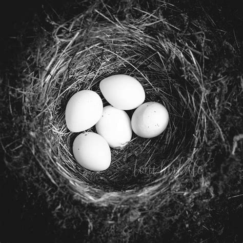 Eastern Phoebe Bird Eggs in Nest : Photograph 8 X 8 - Etsy