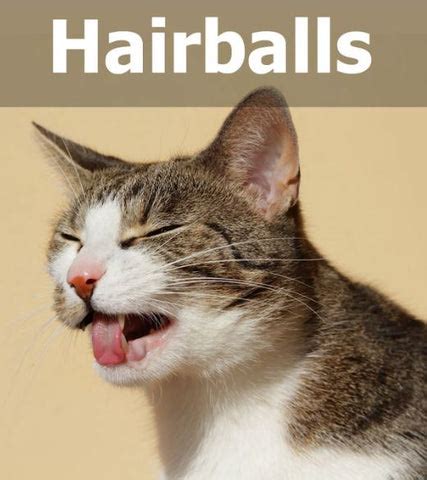 Top 5 Cat Hairball Remedies to Help Your Cat