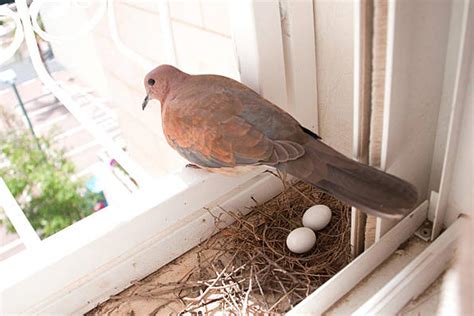 Pegion Nest In Home घर में कबूतर ने बना लिया है घोंसला जानें क्या