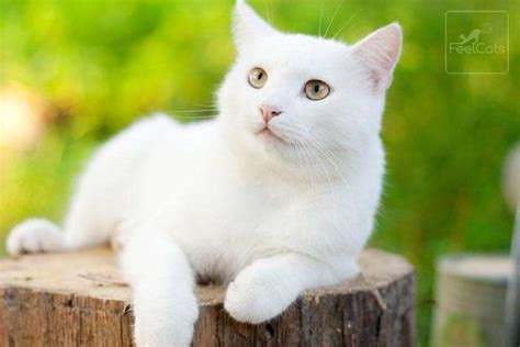 Gato Blanco ¿son Sordos Origen Y Curiosidades Feelcats