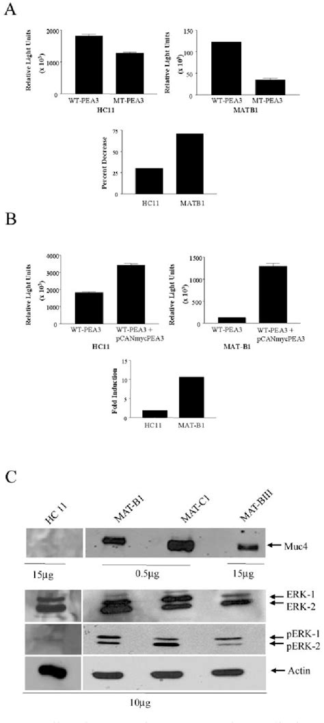 Figure 6 From PEA3 Transactivates The Muc4 Sialomucin Complex Promoter