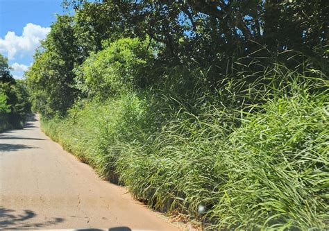 Motoristas Cobram Limpeza Das Estradas