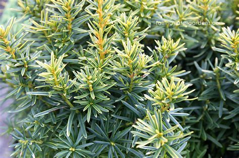 Taxus cuspidata ‘Dwarf Bright Gold’ | Falling Water Gardens Plants