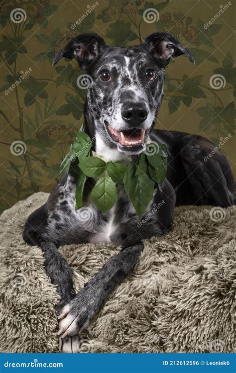 Black Greyhound Mix