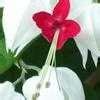 Clerodendrum Species Bleeding Heart Vine Glory Bower Tropical