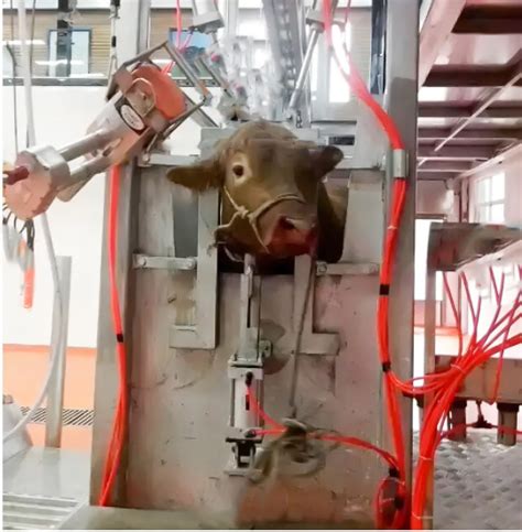 Slaughtering Machine Living Cattle Stunning Box Abattoir For Cow