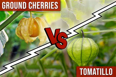 Ground Cherries Vs Tomatillo Differences You Need To Know