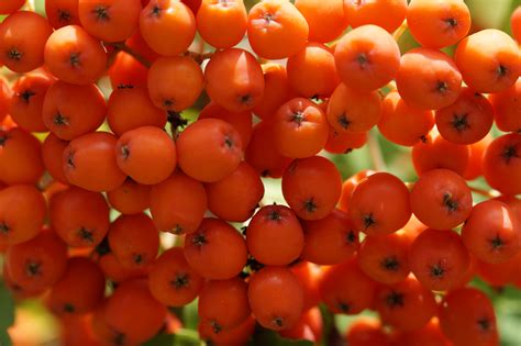 Free Images Fruit Flower Summer Orange Food Red Produce