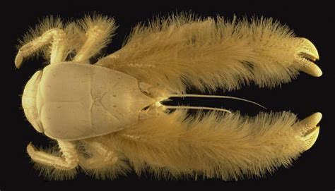 Another Deep Sea Creature The Yeti Crab This Bad Boy Uses The