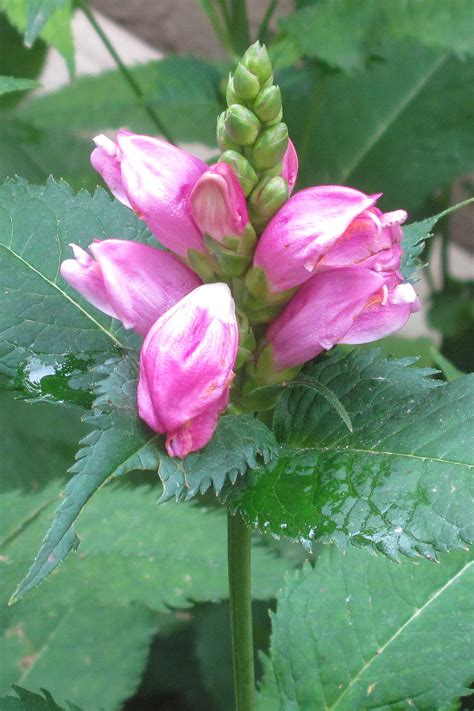 Pink Turtlehead Chelone Calgary Horticultural Society