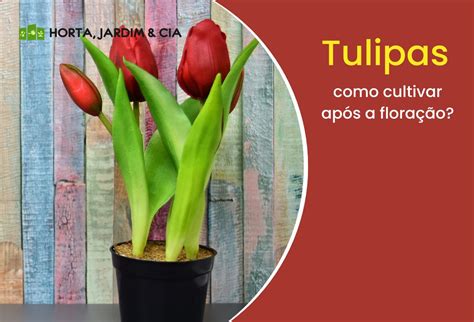 Como Cultivar Tulipas Ap S A Flora O Aprenda Um Passo A Passo Eficaz