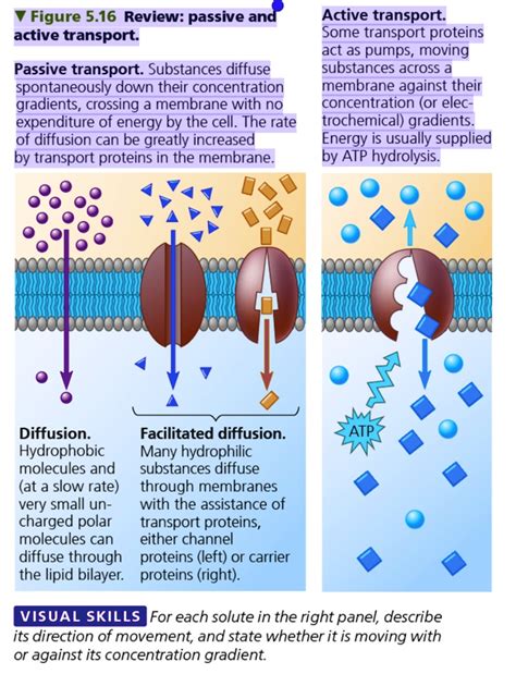 Passive Transport Animation