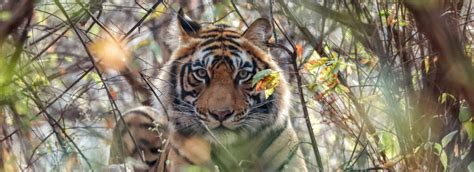 Tiger Trails Kanha Tadoba And Panch