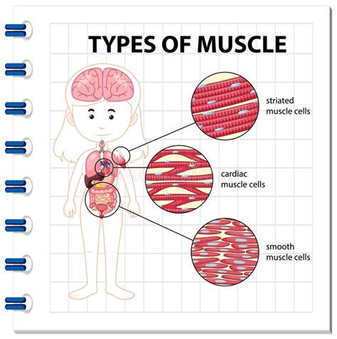 Tipos De Diagrama De C Lulas Musculares Ilustraci N Del Vector