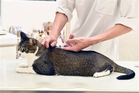 注射される猫 心と神経の哲学あるいは脳と精神の哲学