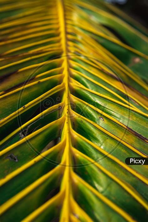 Image Of Green Coconut Leaf Straight Line Pattern Frame Isolated