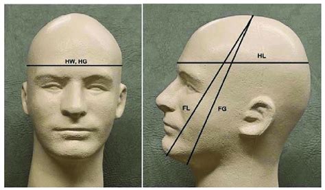 Head Measurements HW Head Width Maximum Left To Right Diameter Above