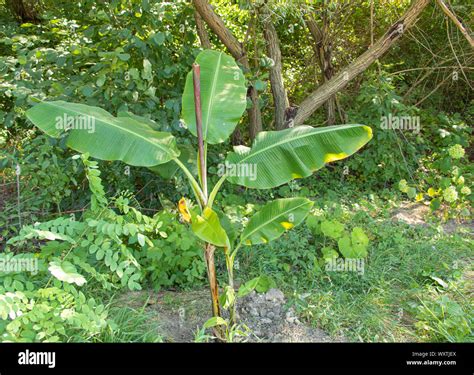 Musa Basjoo Banana Tree Hi Res Stock Photography And Images Alamy