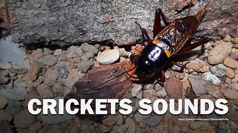 Cricket Chirping Sounds Real 6 Hour Audio No Loops Youtube