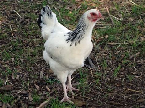 Des Poules Au Jardin