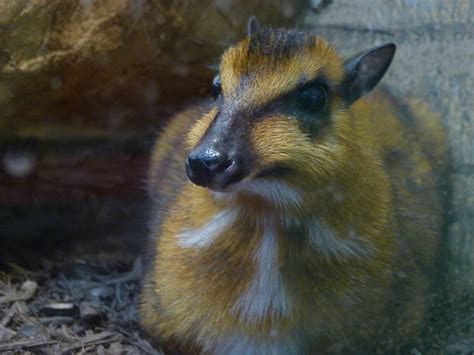 chevrotain on Tumblr