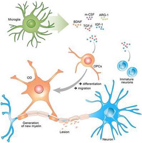 Microglia Medizzy