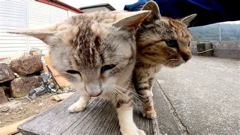 降ろしても降ろしても膝の上に乗ってくる子猫。どうしても膝の上が諦めきれない様子が可愛い♡ Trill【トリル】