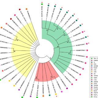 Circular Consensus Maximum Likelihood Phylogenetic Tree