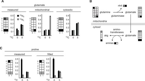 A Measured Fitted Mitochondrial And Fitted Cytosolic Carbon Nitrogen