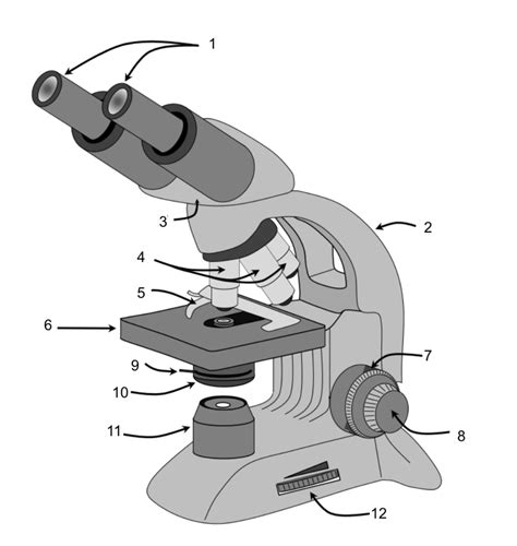 Microbio Lab Practical 1 School1 Diagram Quizlet