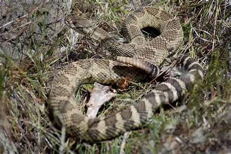 Western Rattlesnake Eastern Washington Collin Vassallo Flickr