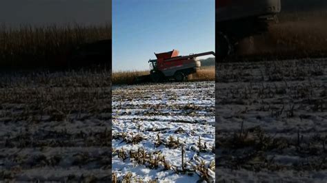 MF COMBINE SHELLING CORN IN THE SNOW Agriculture Farmers Farm