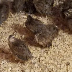 QUAIL LIFE FARM & HATCHERY